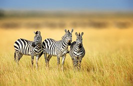 Tanzania, Safari tot de oever van de Mara